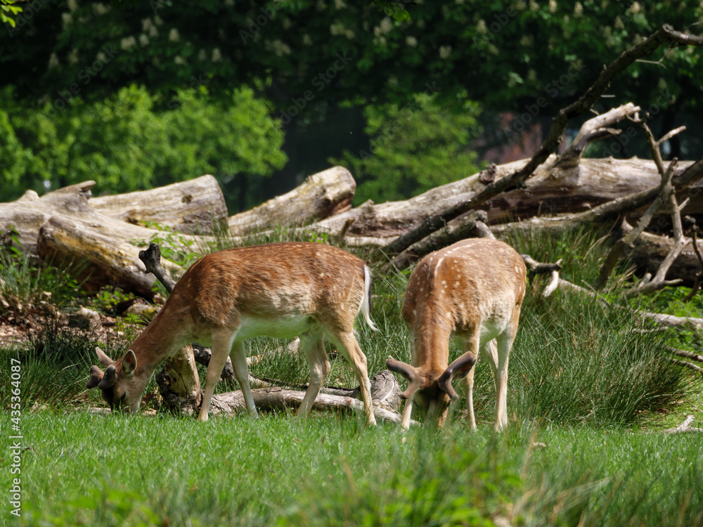 Wildpark und Natur im westlichen Münsterland Wildpark und Natur im westlichen Münsterland