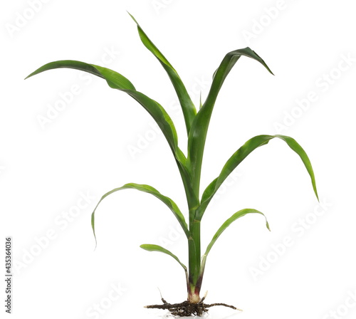 Young green corn stalk isolated on white background, sprouting plant