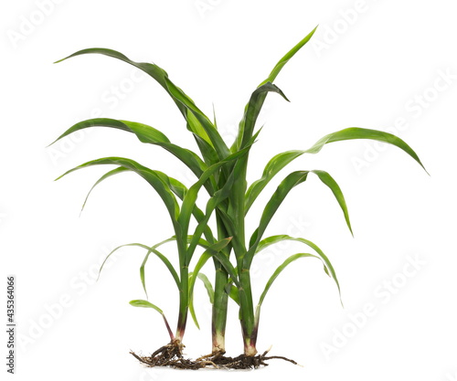 Young green corn stalk isolated on white background, sprouting plant
