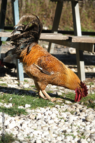 Flamboyant rooster with orange, black and brown feathers