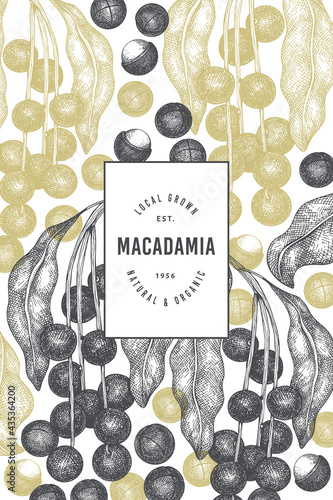 Hand drawn macadamia branch and kernels design template. Organic food vector illustration on white background. Retro nut illustration. Engraved style botanical banner.