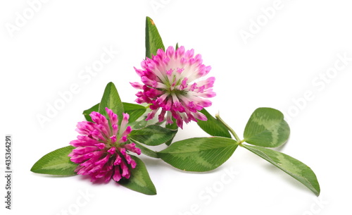 Clover, trefoil flowers with leaves, herbal plant isolated on white background, clipping path