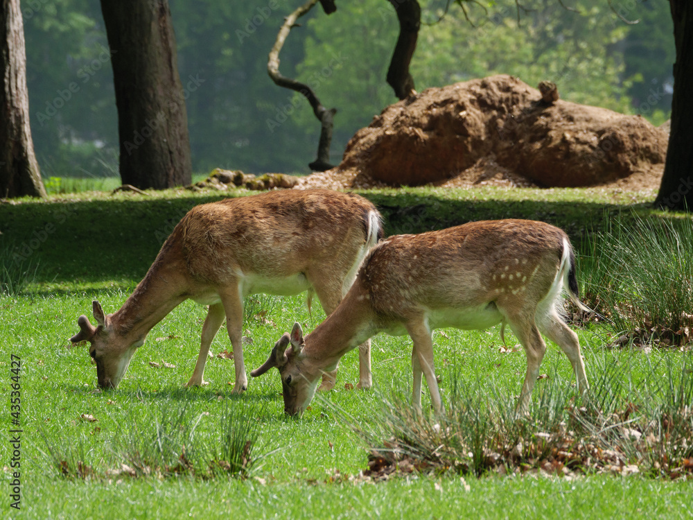 Wildpark und Natur im westlichen Münsterland Wildpark und Natur im westlichen Münsterland