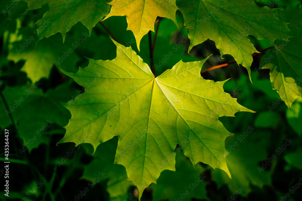 Green leaves of a maple on a branch, Green leaves of a maple on a branch,