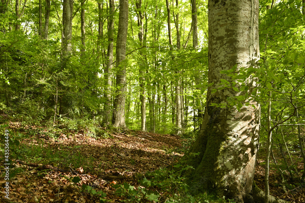 beautiful beech forest in the Apennine mountains near Arezzo. Italy