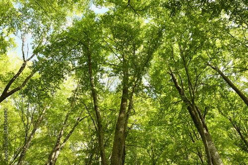 beautiful beech forest in the Apennine mountains near Arezzo. Italy