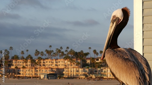 Wild brown pelican on wooden pier railing, Oceanside boardwalk, California ocean beach, USA wildlife. Gray pelecanus by sea water. Close up of coastal big bird in freedom and seascape. Large bill beak