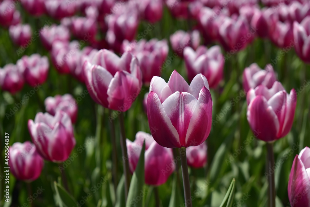 pink tulips on  a sunny spring day