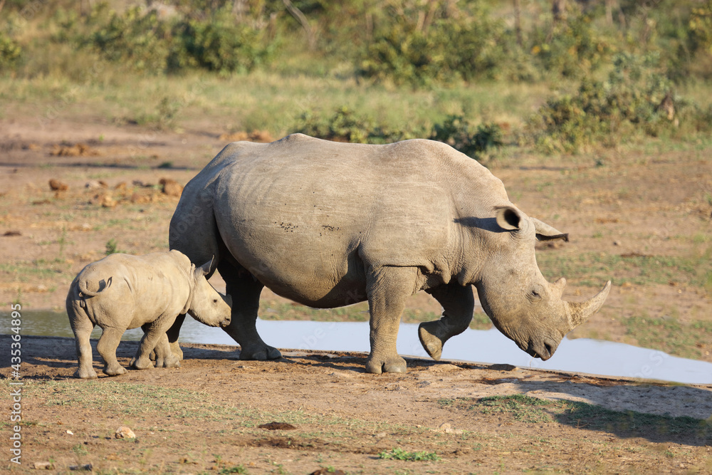 Breitmaulnashorn / Square-lipped rhinoceros / Ceratotherium Simum. Breitmaulnashorn / Square-lipped rhinoceros / Ceratotherium Simum.