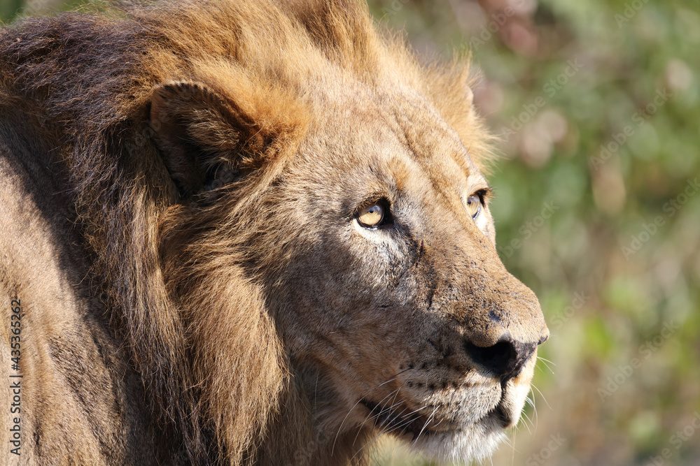 Afrikanischer Löwe / African lion / Panthera leo. Afrikanischer Löwe / African lion / Panthera leo.