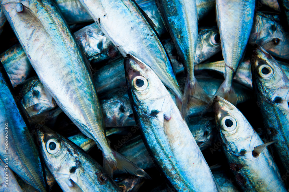 Obraz premium Closeup of fresh caught fishes