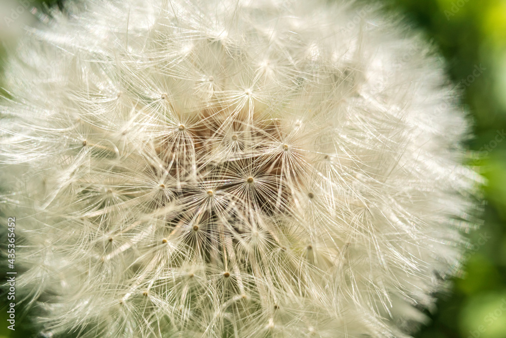 Fototapeta premium Dandelion (Taraxacum officinale) ripe fruit close up macro.