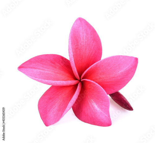 Pink Frangipani flowers isolated on white background