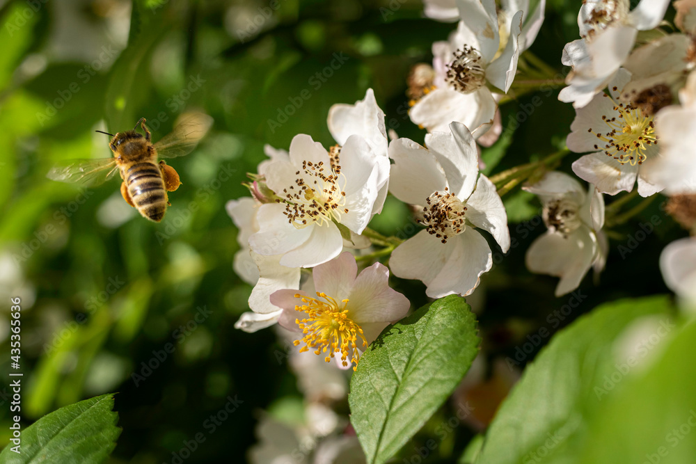 Honey bee flying away from flower during pollination. The bee has a lot of visible collected pollen on the legs. Honey bee flying away from flower during pollination. The bee has a lot of visible collected pollen on the legs.
