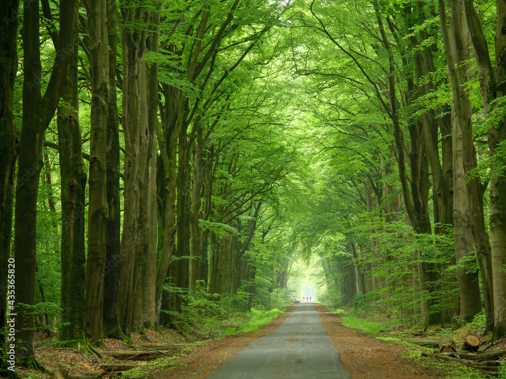 Fototapeta premium Wildpark und Natur im westlichen Münsterland