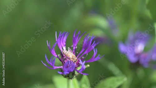 Bee collects nectar on a flower of a purple Cyanus montanus