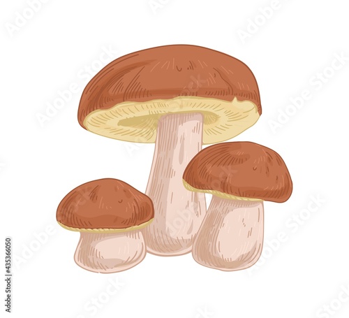 Group of boletus fungi. Porcini mushroom composition. Fresh edible raw fungus. Organic natural forest food. Colored hand-drawn vector illustration isolated on white background