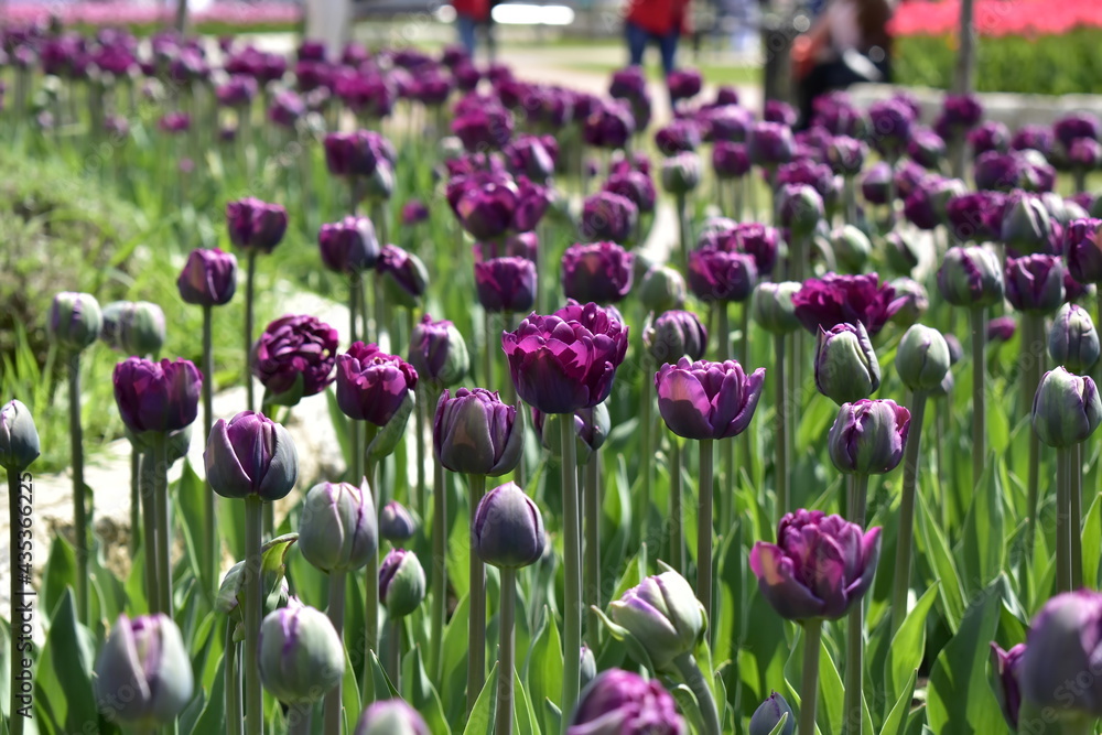 field of purple tulips in the flower bed of the Pyatigorsk Flower Garden field of purple tulips in the flower bed of the Pyatigorsk Flower Garden