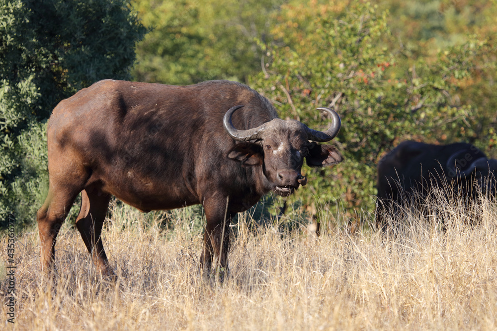 Kaffernbüffel / African buffalo / Syncerus caffer Kaffernbüffel / African buffalo / Syncerus caffer
