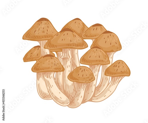 Armillaria, honey fungus or mushroom. Bunch or clump of organic forest fungi....