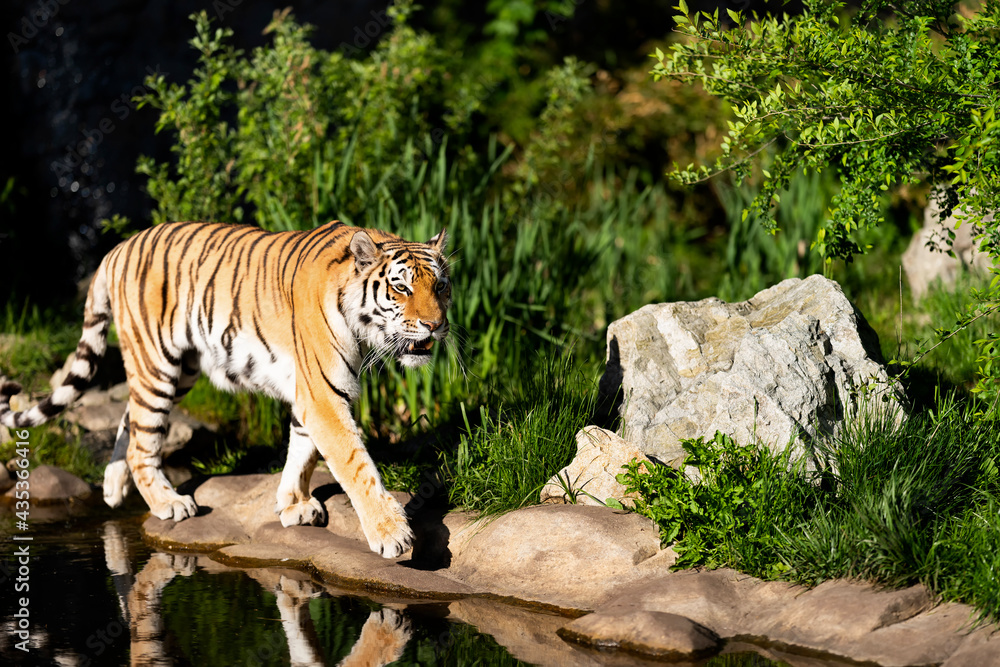 the-siberian-tiger-is-a-tiger-from-a-specific-population-of-the