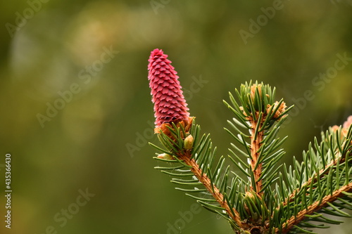 Young spruce strobile