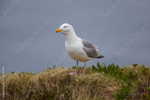European Herring gull (Larus argentatus)  in grass  © Chris