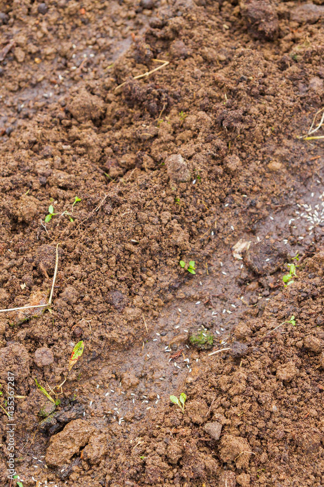 Land in the greenhouse for planting seeds in the spring Land in the greenhouse for planting seeds in the spring
