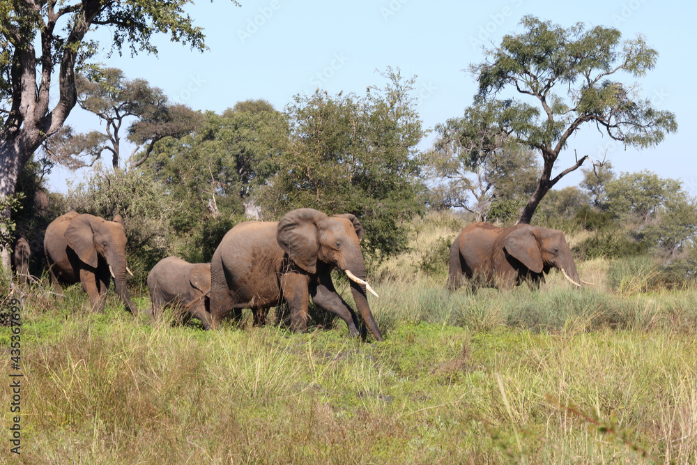 Afrikanischer Elefant / African elephant / Loxodonta africana...