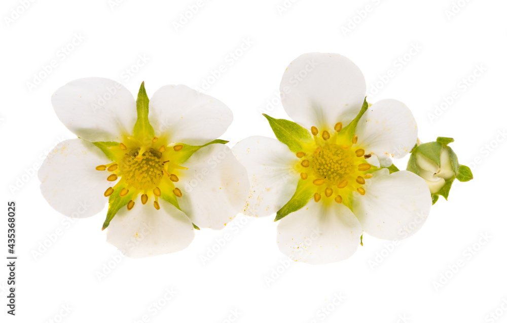 Obraz premium strawberry flowers isolated