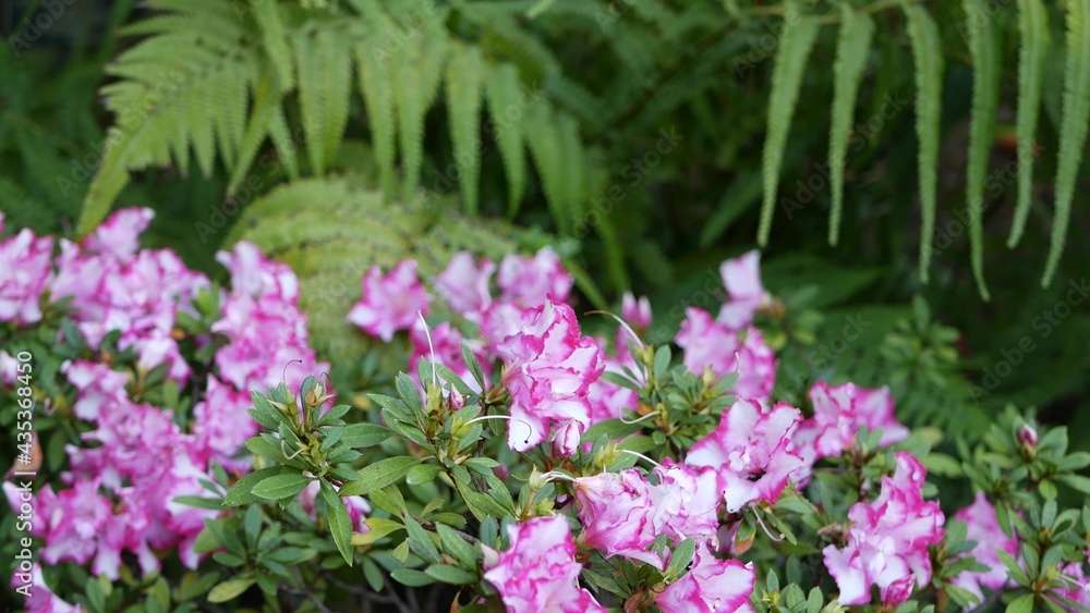 Azalea rhododendron purple flower in forest, California USA. Springtime morning atmosphere, delicate violet pink blossom, green fern plant frond leaves. Spring fairy botanical pure freshness in wood. Azalea rhododendron purple flower in forest, California USA. Springtime morning atmosphere, delicate violet pink blossom, green fern plant frond leaves. Spring fairy botanical pure freshness in wood.