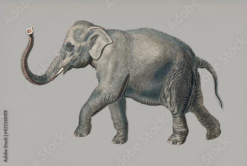 Asiatic elephant (Elephas maximus) indicus illustrated by Charles Dessalines D' Orbigny (1806-1876). Digitally enhanced from our own 1892 edition of Dictionnaire Universel D'histoire Naturelle. photo
