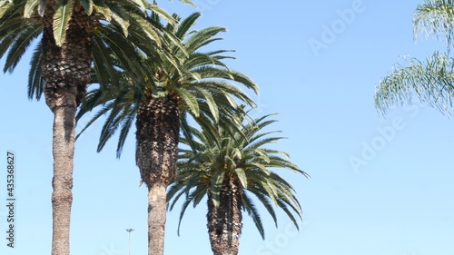 Palms in Los Angeles  California  USA. Summertime aesthetic of Santa Monica and Venice Beach on Pacific ocean. Clear blue sky and iconic palm trees. Atmosphere of Beverly Hills in Hollywood. LA vibes.