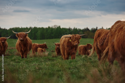 Highland cow and calf. Sunset over the pasture 