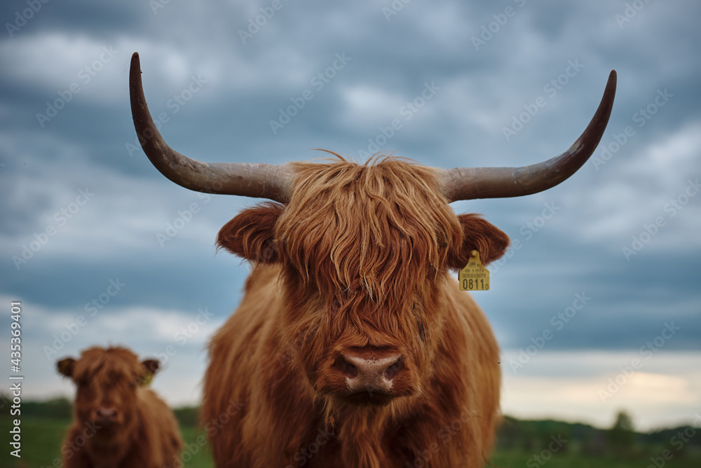 Front Portrait of a Highland Cattle - obrazy, fototapety, plakaty 