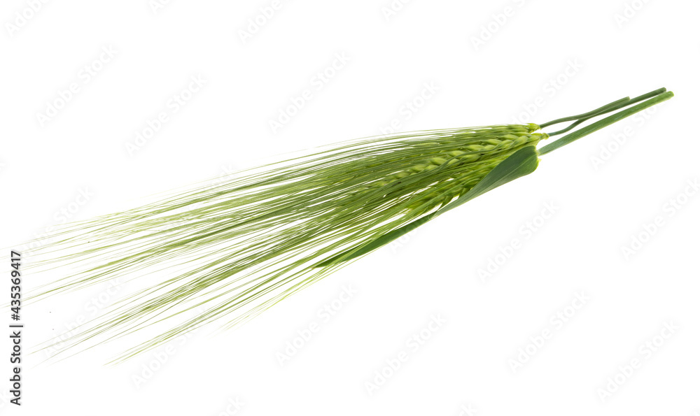 green spikelet of wheat isolated green spikelet of wheat isolated
