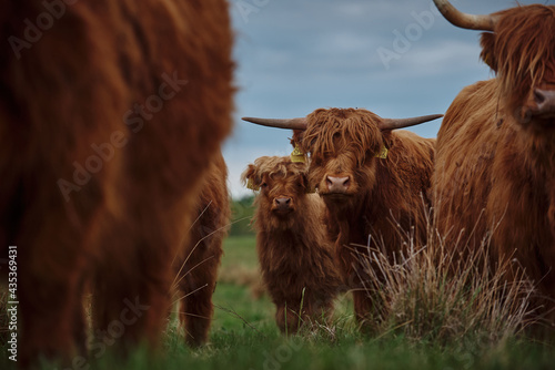 Front Portrait of a Highland Cattle