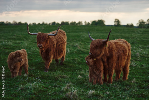 Highland cow and calf in a green pasture. Horizontal photo