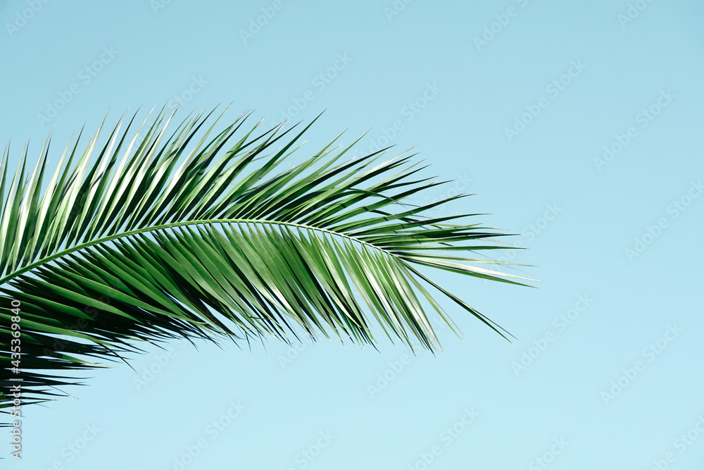 green palm tree leaves in spring season green palm tree leaves in spring season