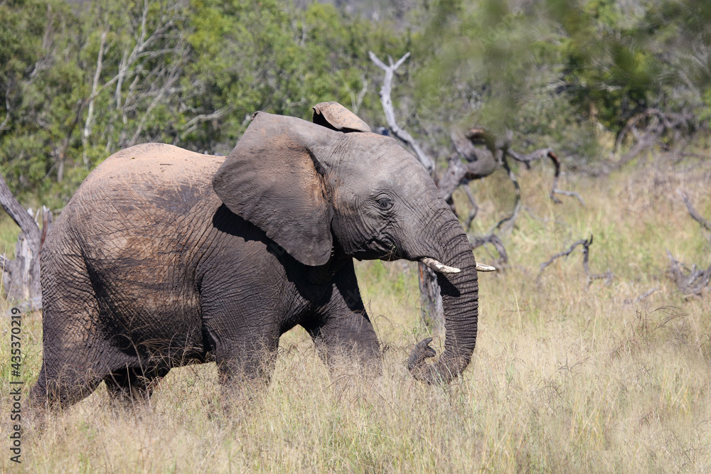 Obraz premium Afrikanischer Elefant / African elephant / Loxodonta africana...