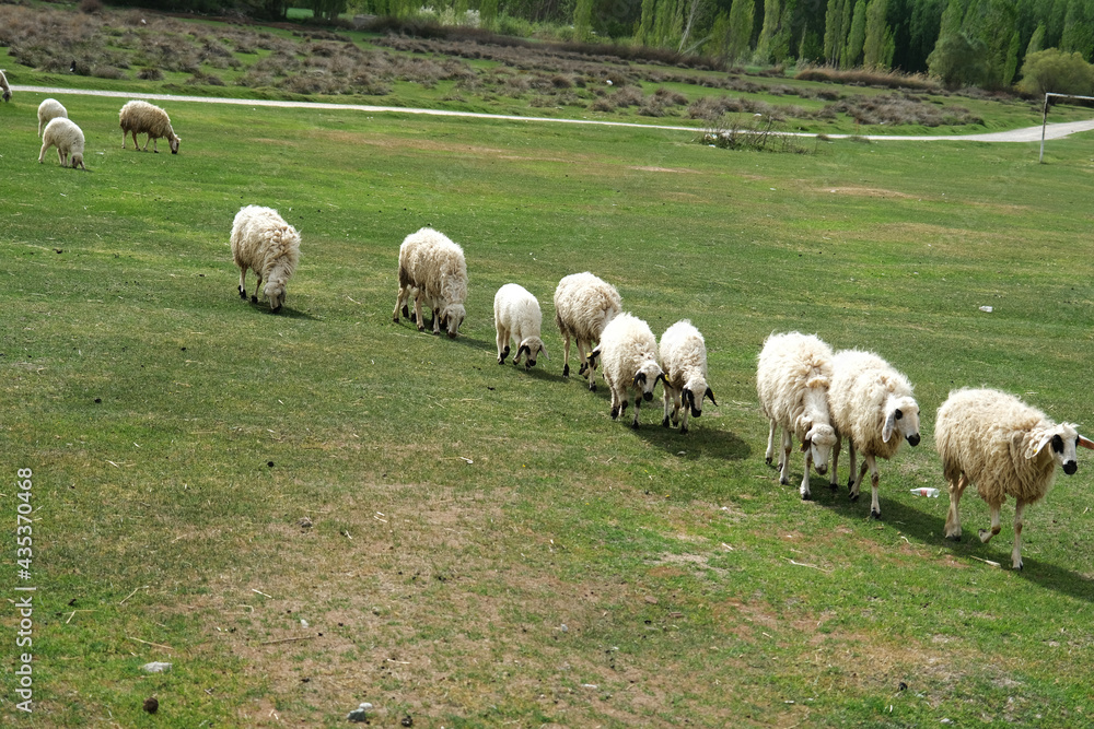 Fototapeta premium Sheep grazing in the meadow.