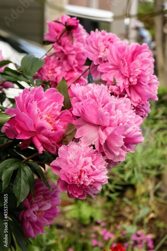 日本の庭の牡丹の花のクローズアップ