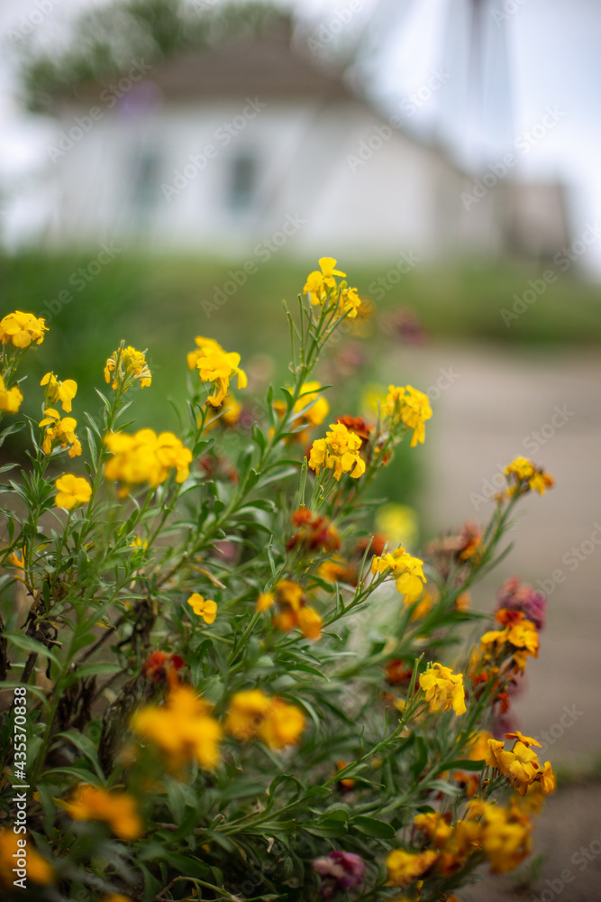 Fototapeta premium Yellow orange flowers bush grow in spring garden by the road. Rural house in blurred background