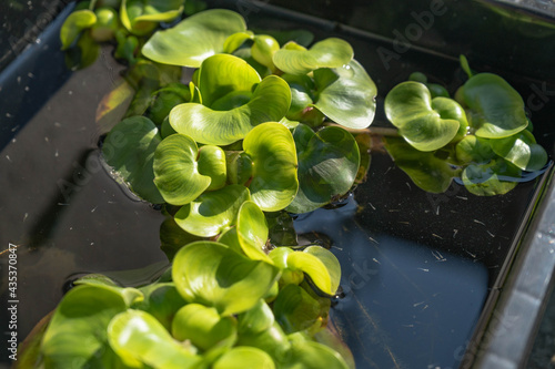 庭の産まれたてのメダカ