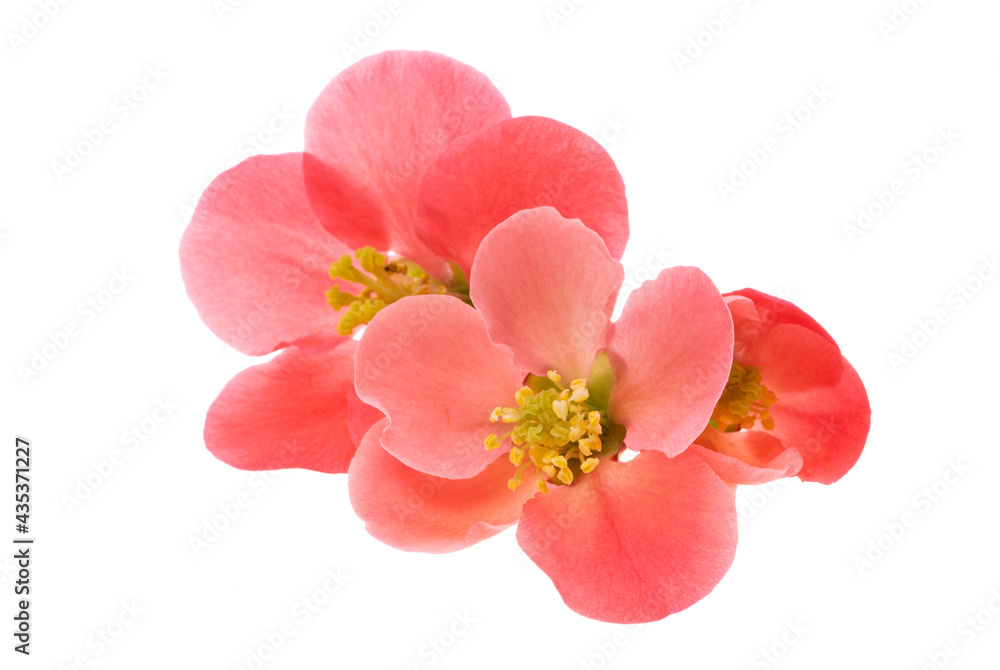 Chaenomeles isolated Chaenomeles isolated
