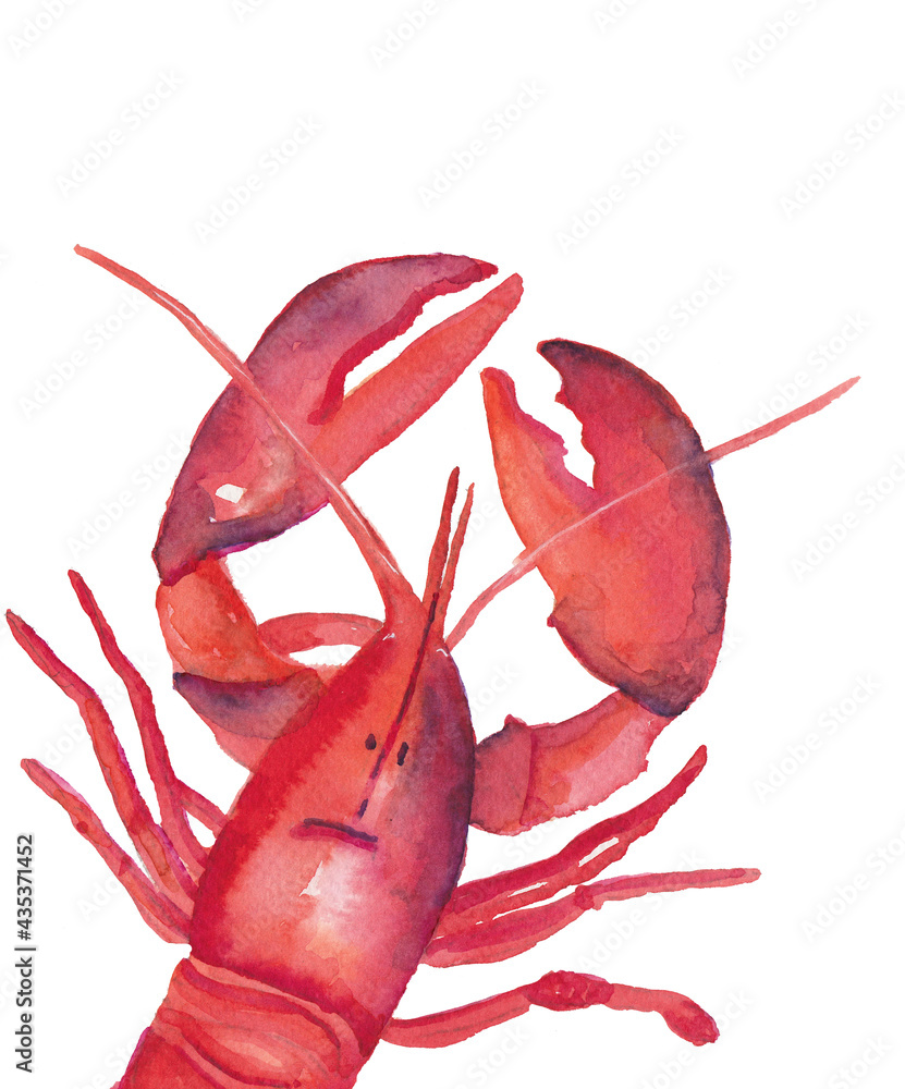 Watercolor painted lobster, food illustration, seafood, on white