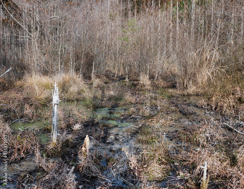 A swamp in the winter forest.