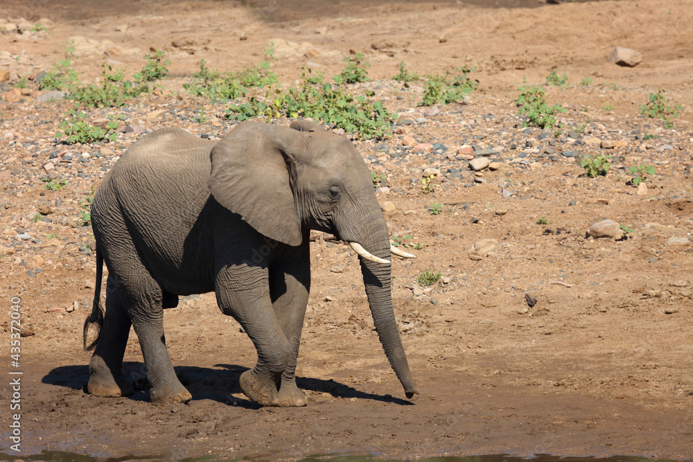 Fototapeta premium Afrikanischer Elefant / African elephant / Loxodonta africana
