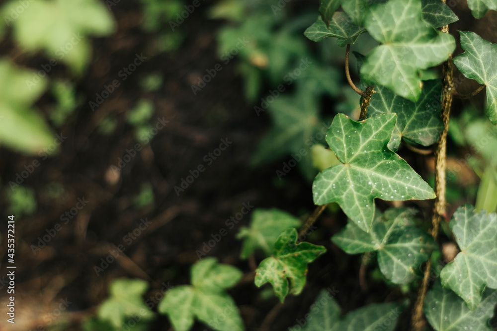 Ivy foliage background macro shot Ivy foliage background macro shot