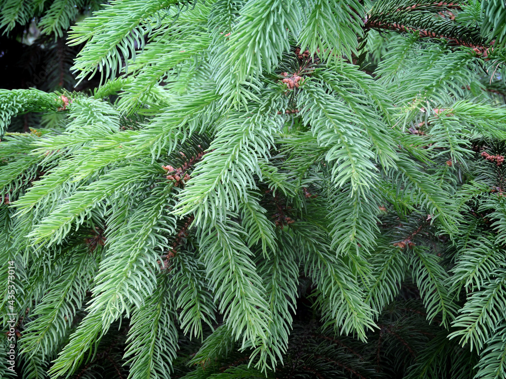 Young branches of blue spruce. Young branches of blue spruce.